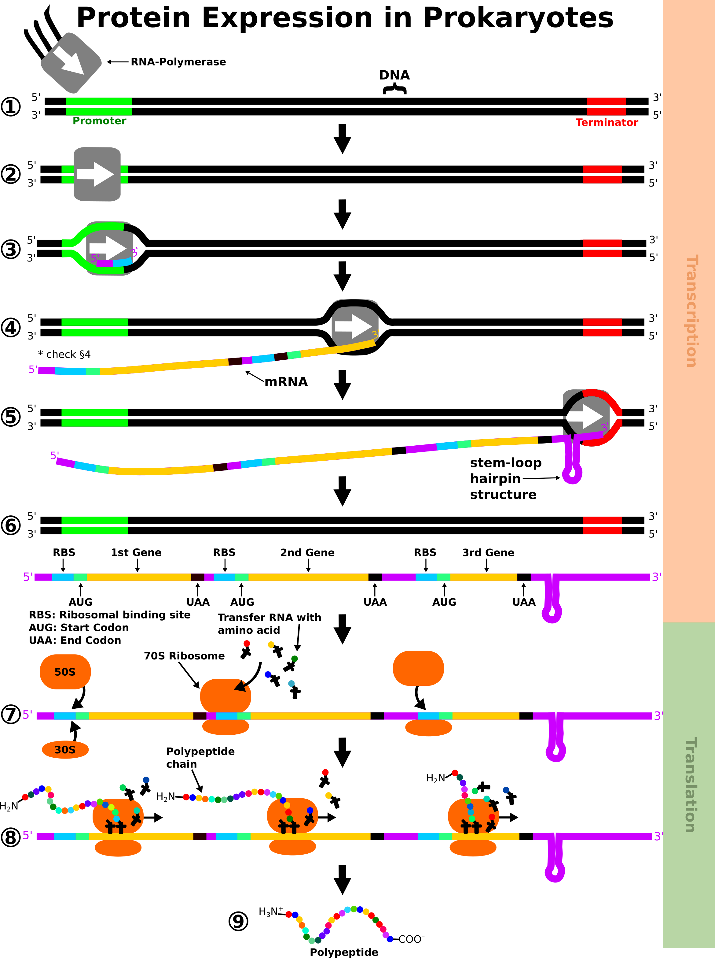 Protein Expression in Prokaryotes