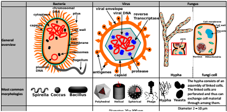 Roznice pomiedzy bakteriami virusami grzybami
